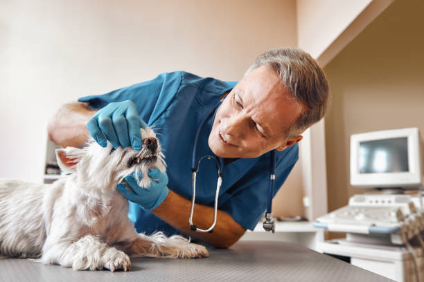 Best Emergency Gum Treatment in Albertson, NY